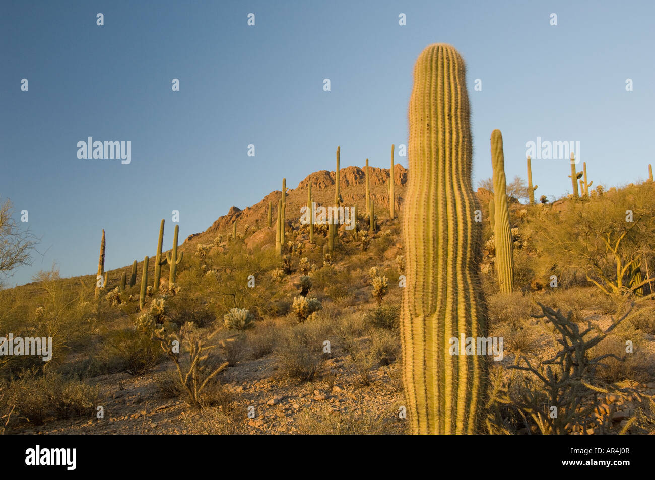Cactus landscape at sunset, Arizona Sonora desert, United States USA Stock Photo