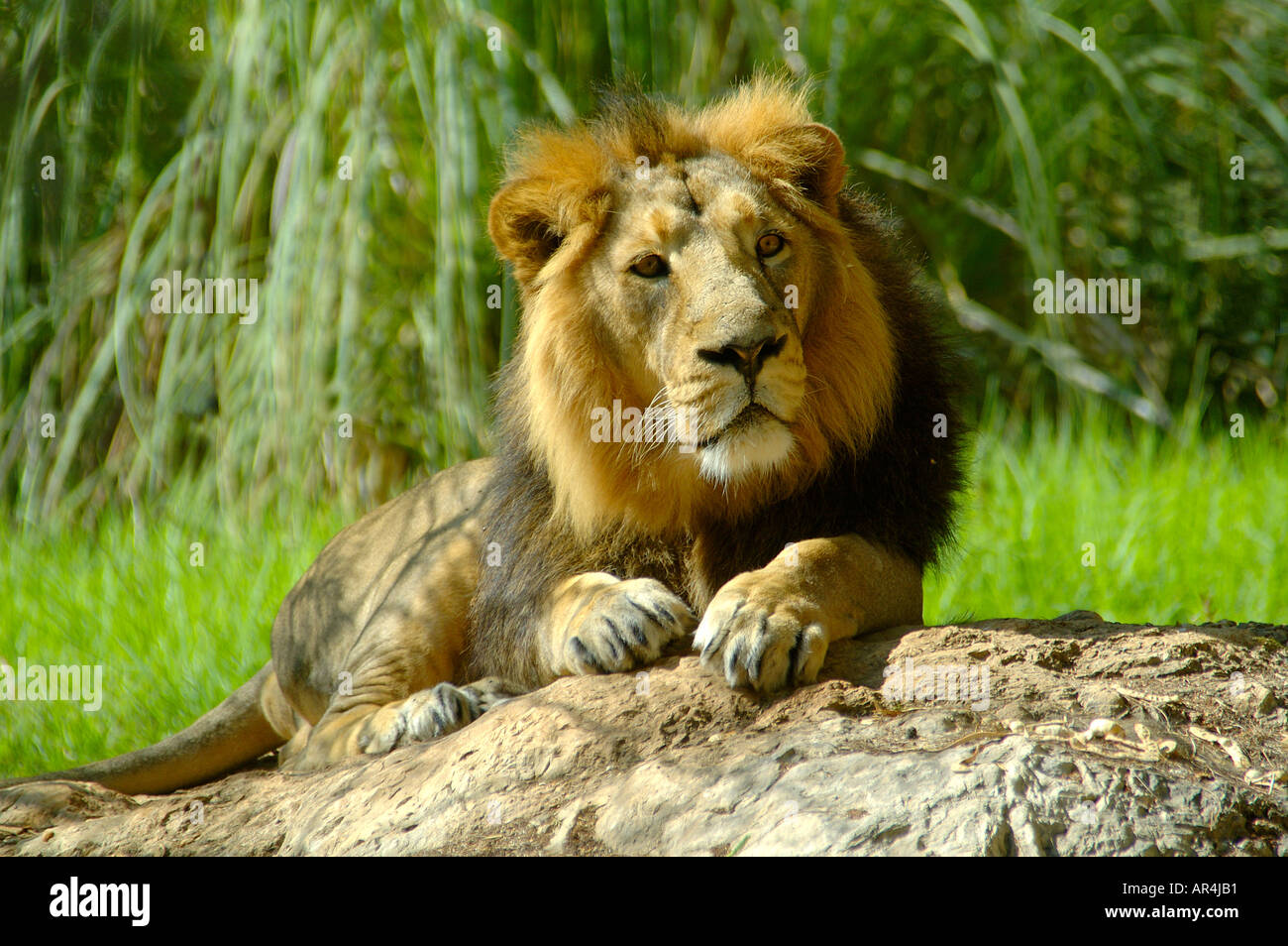Male lion africa hi-res stock photography and images - Alamy