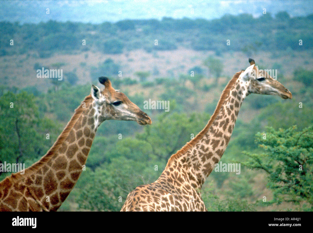 Two wild animals hi-res stock photography and images - Alamy