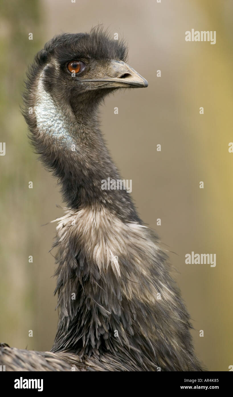 EMU Dromaius novaehollandiae Stock Photo - Alamy