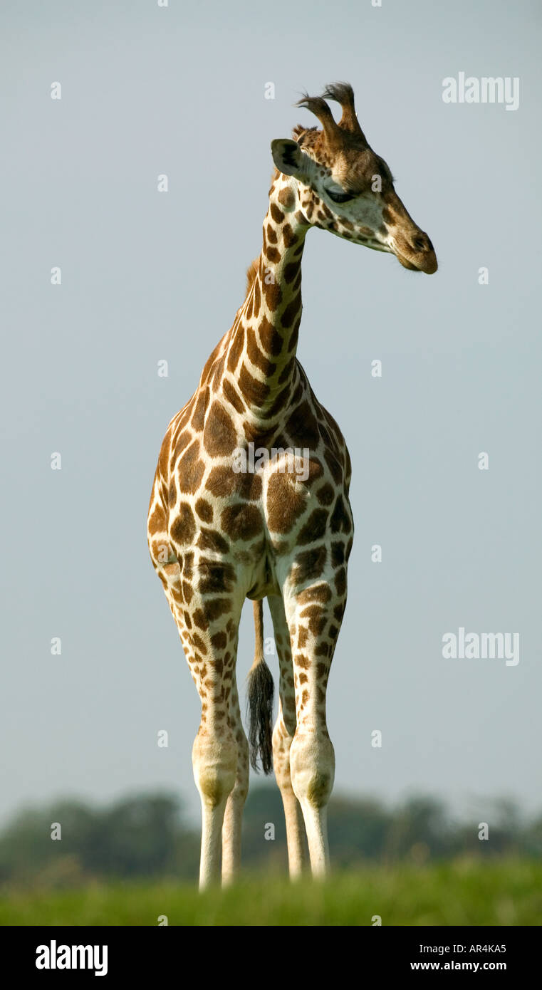 Standing tall hi-res stock photography and images - Alamy