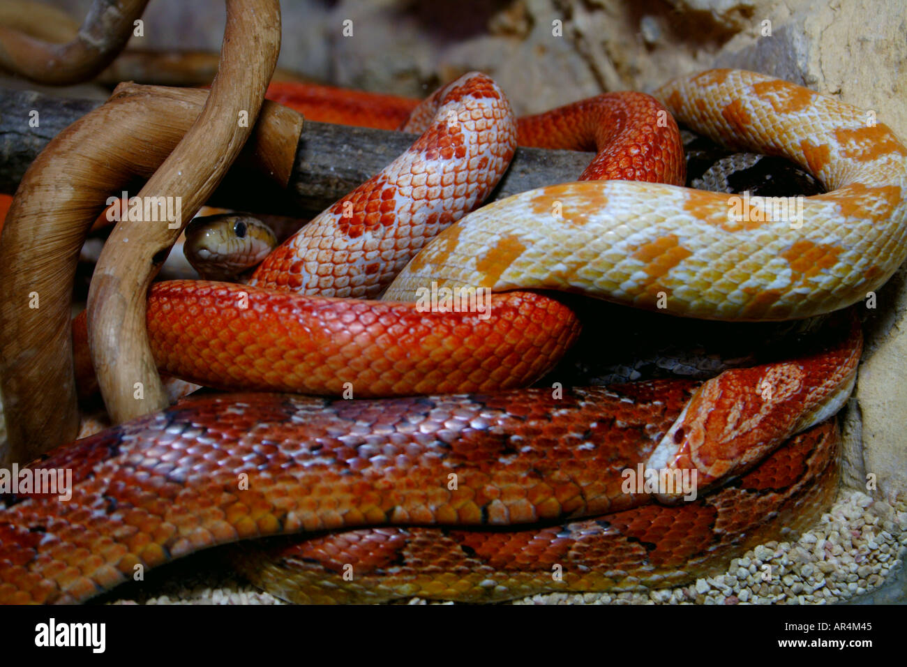 Snakes tangle hi-res stock photography and images - Alamy