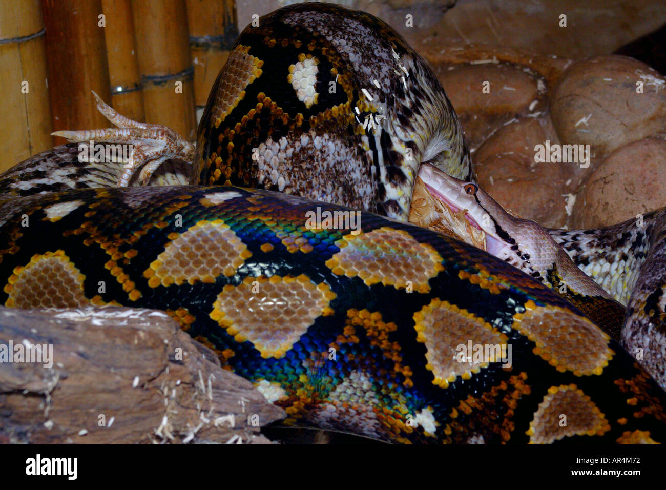Strangling snake hi-res stock photography and images - Alamy
