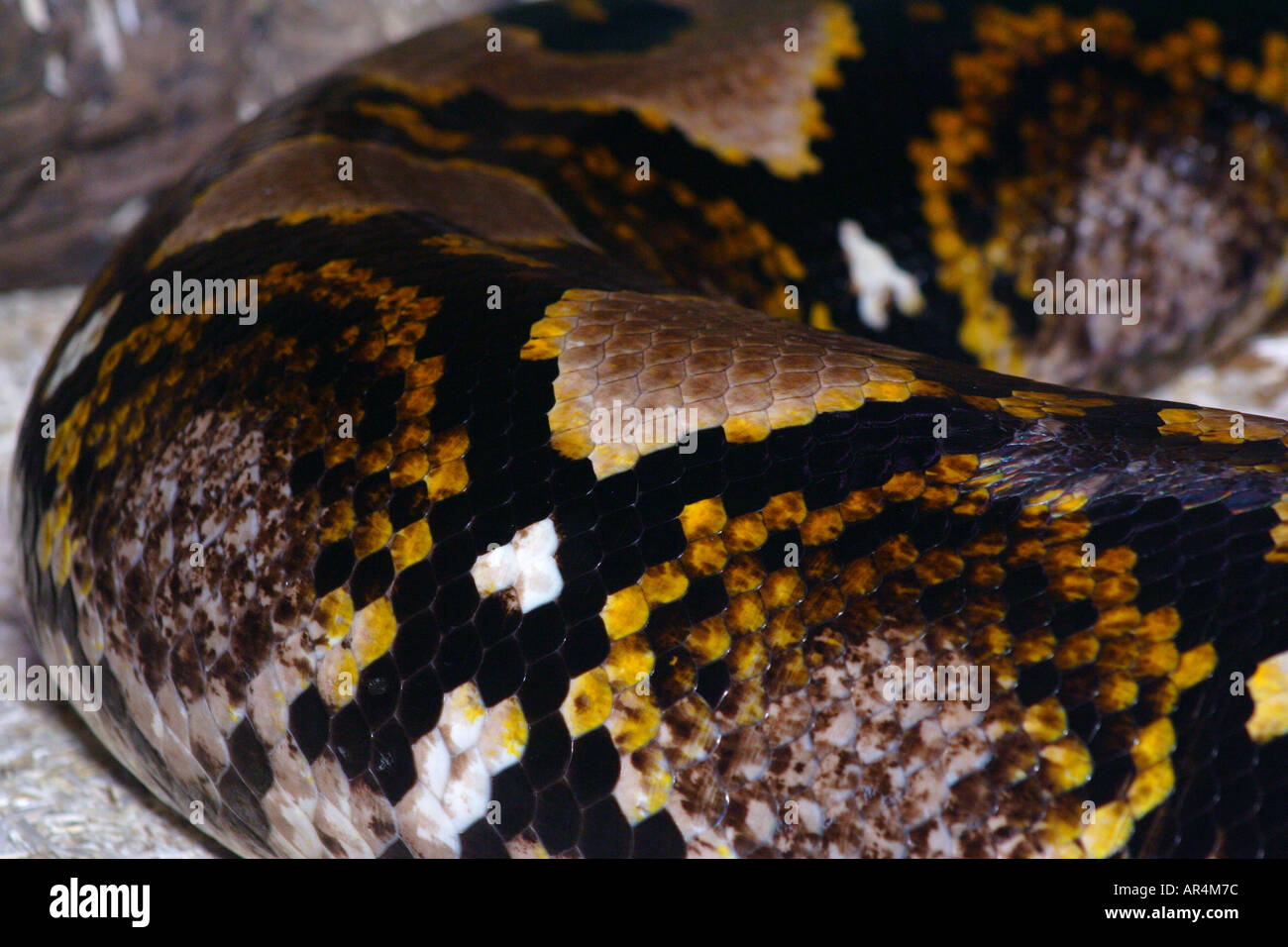 Strangling Snake High Resolution Stock Photography and Images - Alamy
