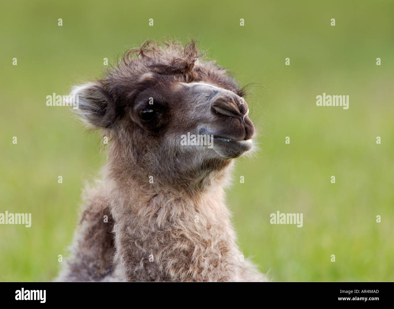 Camel Camelus bactrianus Stock Photo