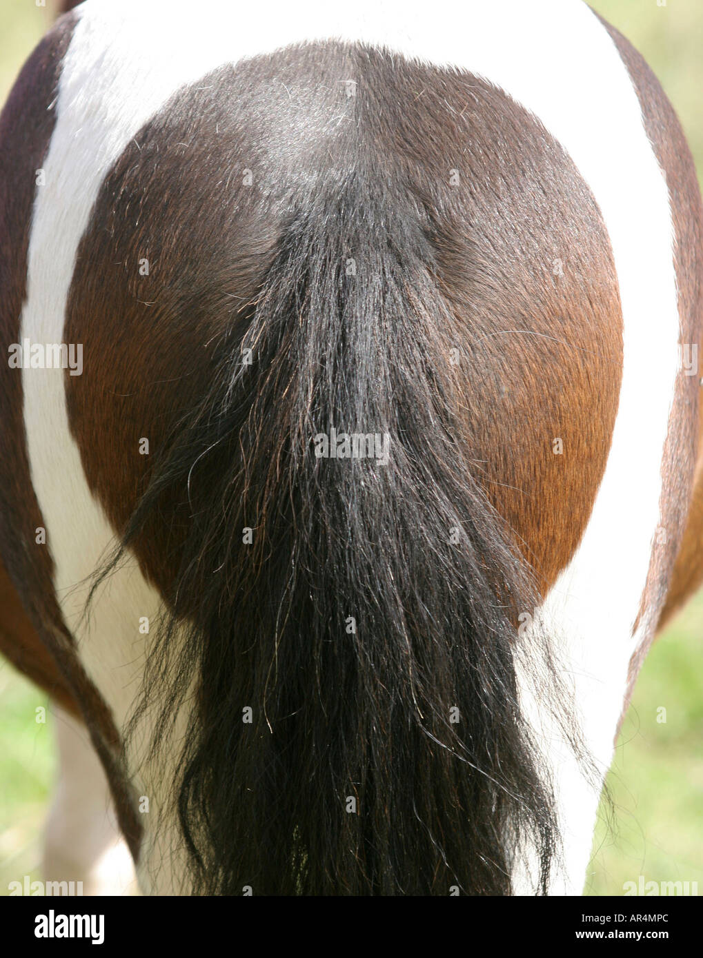 Circular Marking on Rear of Horse Animals Environment Wales UK Stock Photo