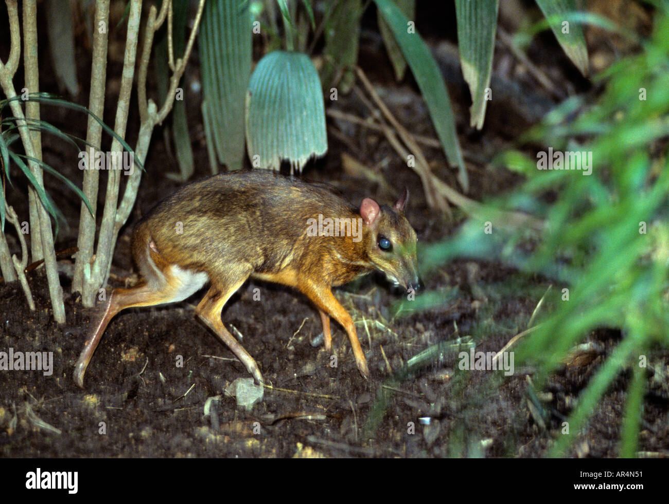Lesser mouse deer female Tragulus javanicus Southeast Asia Captive Stock Photo