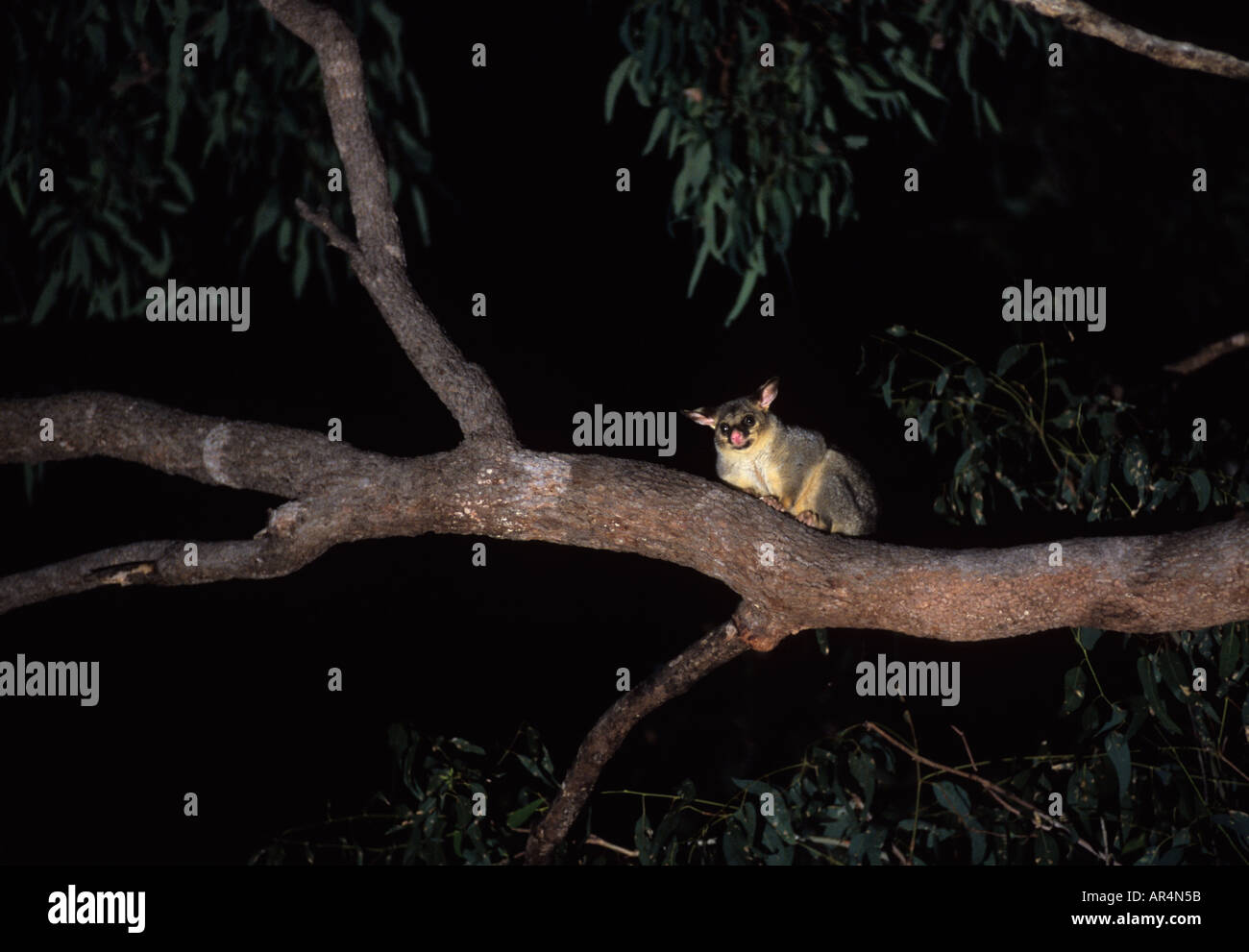Brush tailed possum (Trichosurus vulpecula), Carnarvon National Park Australia Stock Photo