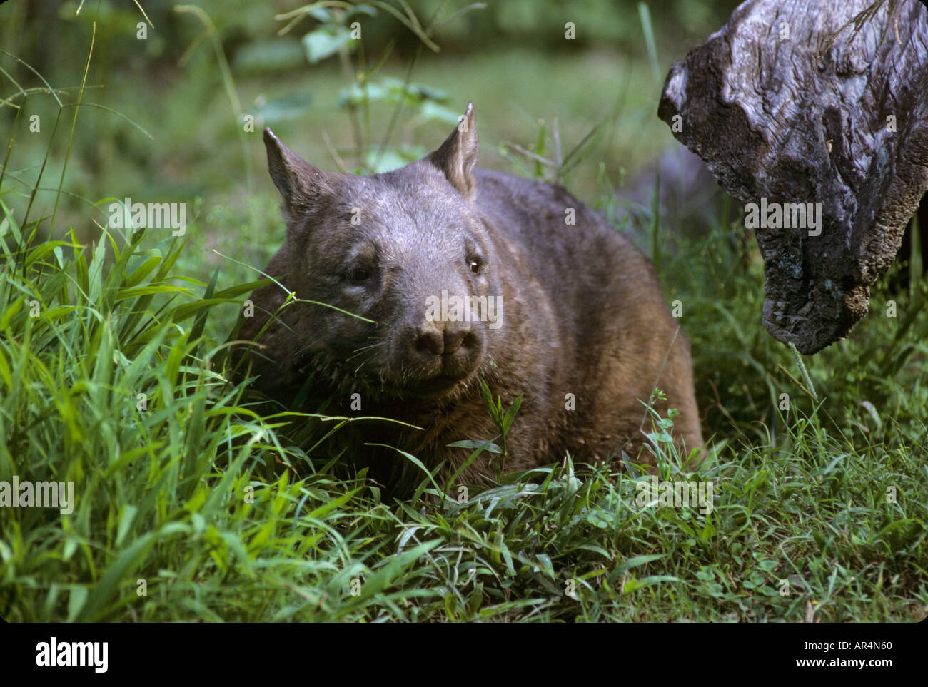 Southern hairy nosed wombat Lasiorhinus latifrons Australia captive Stock Photo