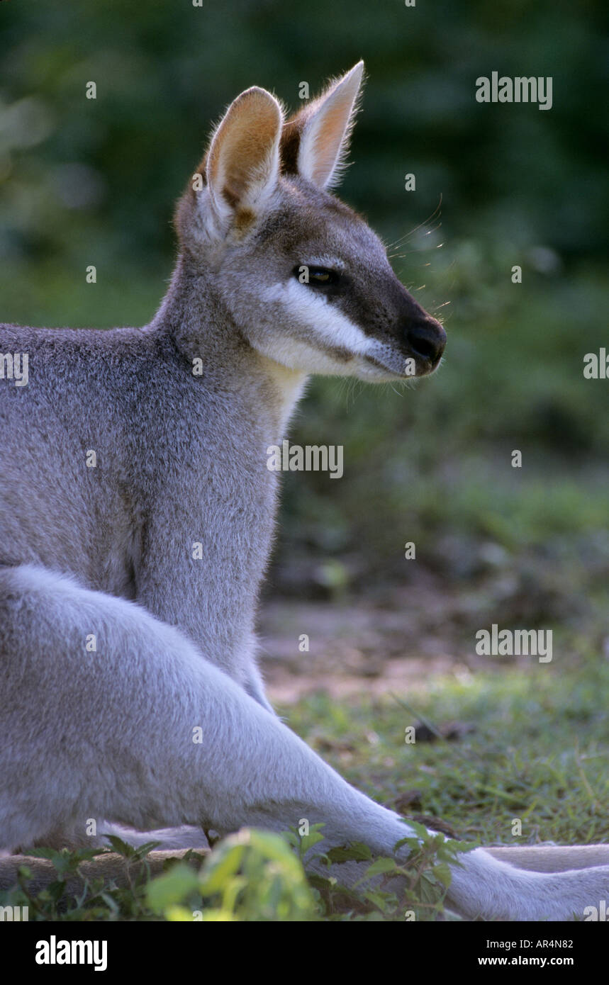 Whiptail wallaby (Macropus parryi) Queensland, Australia Stock Photo
