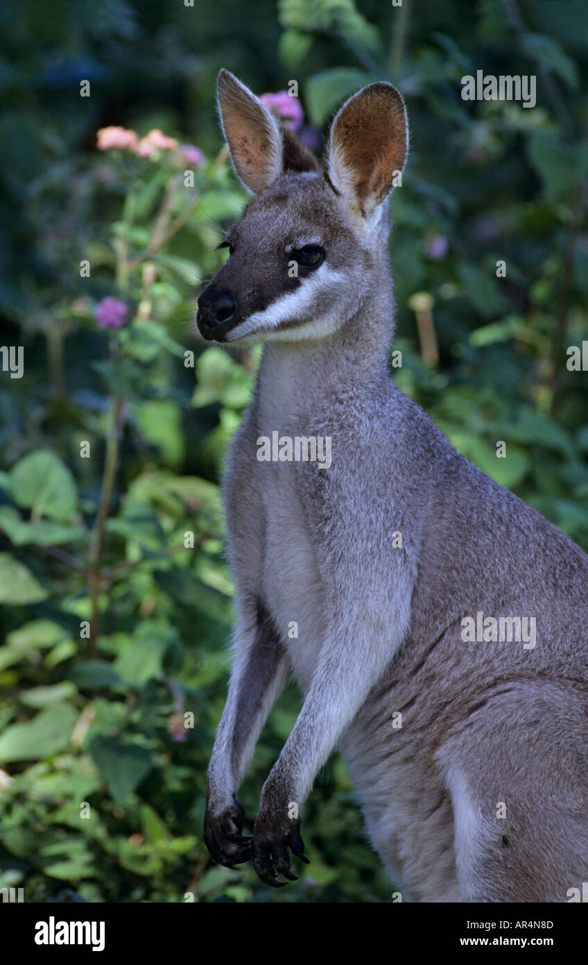 Whiptail wallaby (Macropus parryi) Queensland, Australia Stock Photo