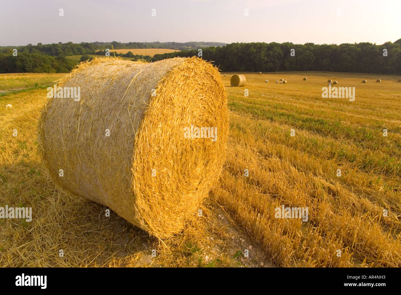 rolled Straw bales in fields near Cobham Kent Stock Photo Alamy