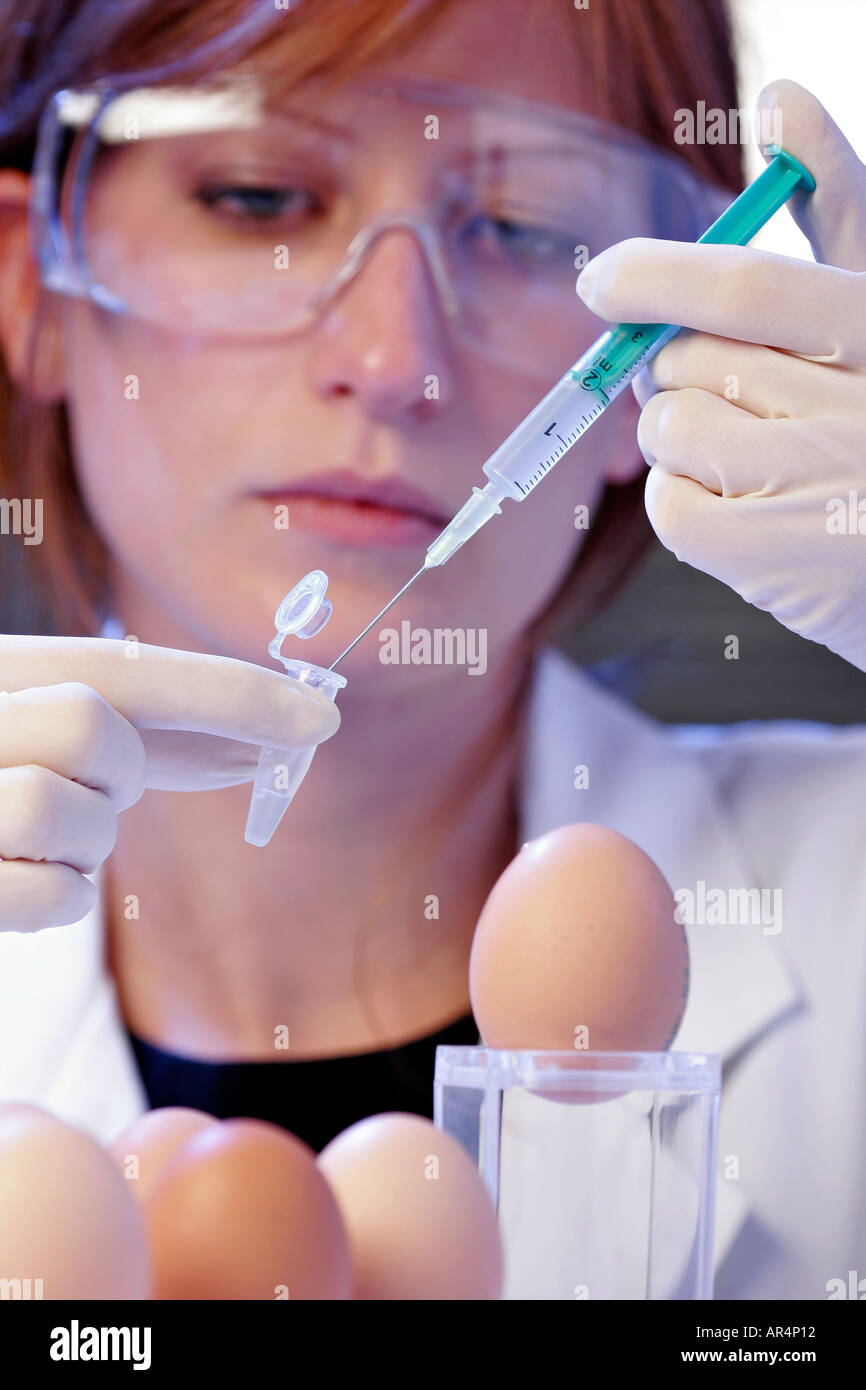 Culture of the flu virus in an egg Stock Photo