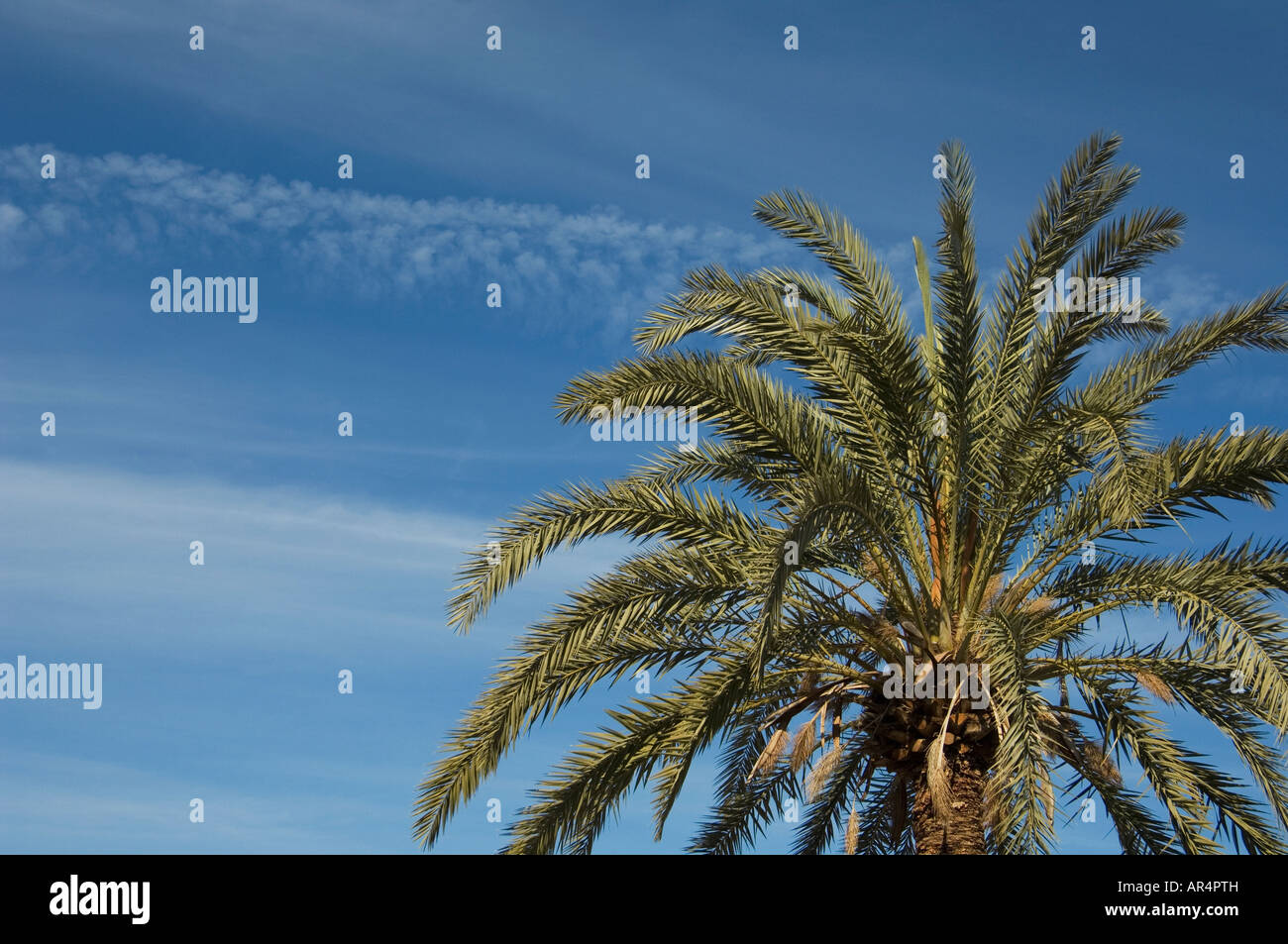 Top of palm tree and deep blue sky Stock Photo