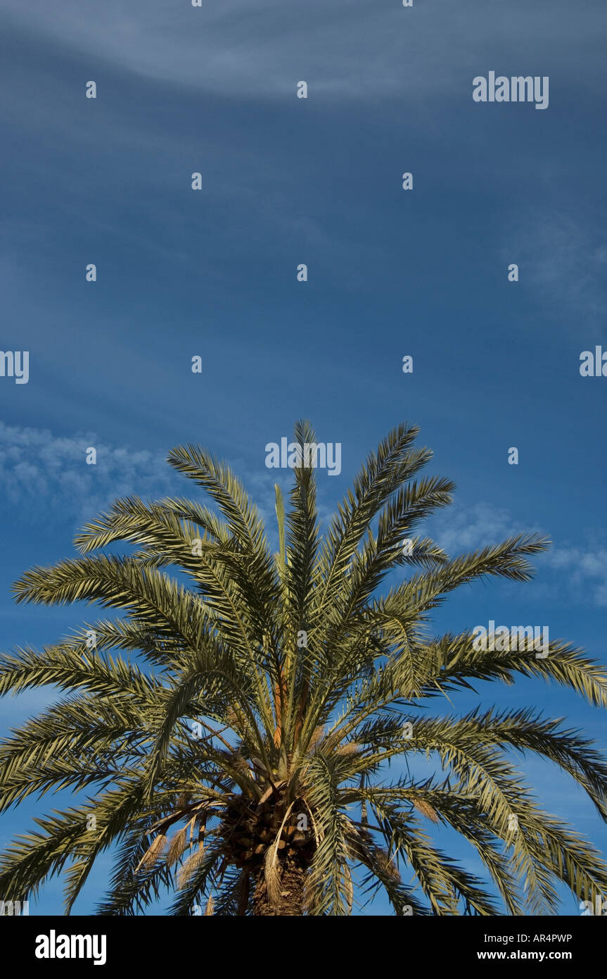 Top of Palm tree and deep blue sky Stock Photo