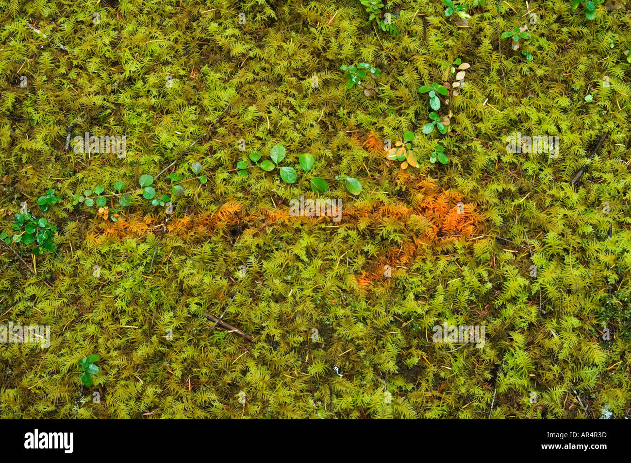 Arrow painted on moss on forest floor HJ Andrews Experimental Forest Willamette National Forest Oregon Stock Photo