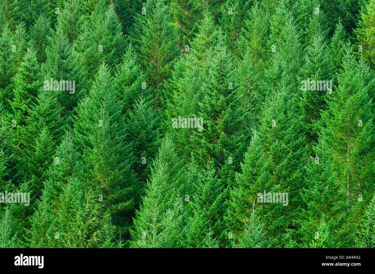Douglas Fir trees replanted at forest HJ Andrews Experimental Forest