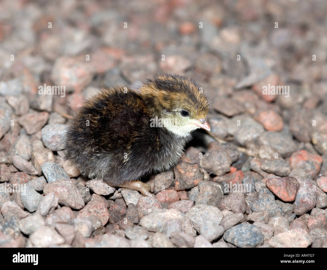 Button quail (Excalfactoria chinensis) Stock Photo