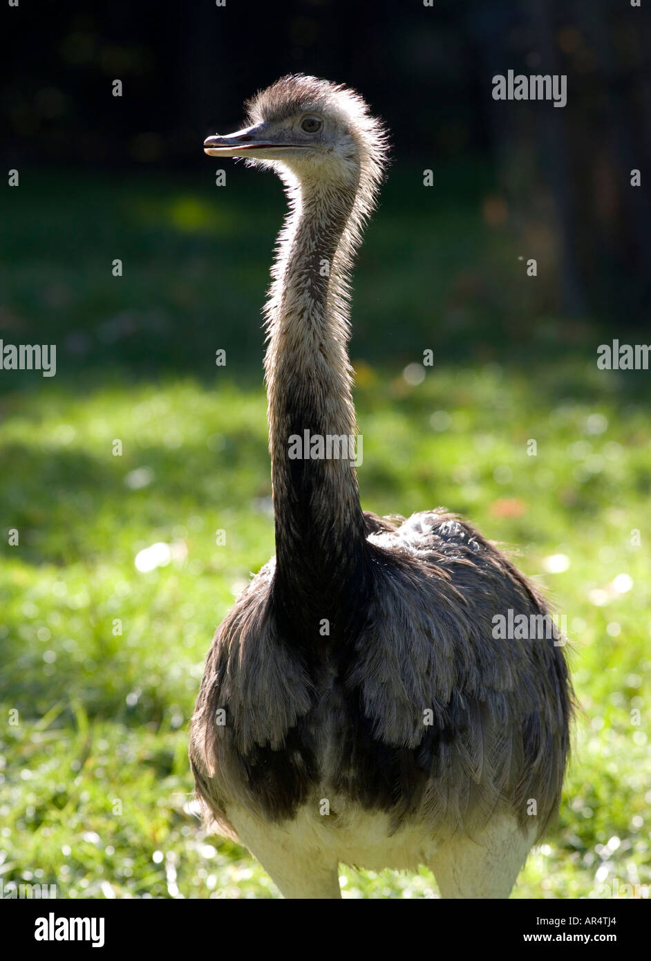 Great rhea (Rhea americana Stock Photo - Alamy