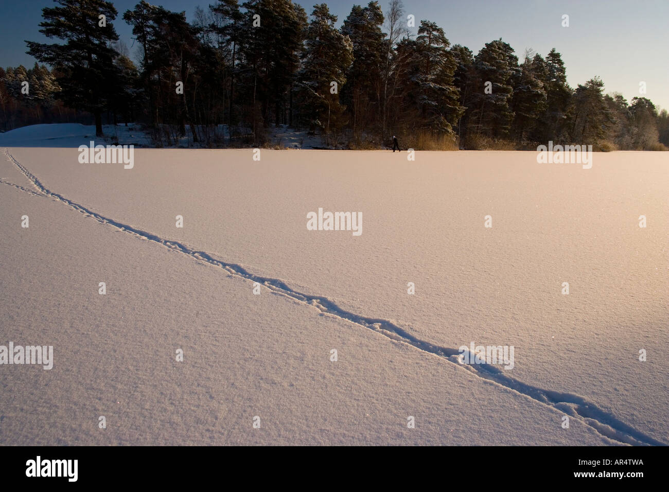 Skier on Kottla Lake near Stockholm a popular destination for outings all year round Stock Photo