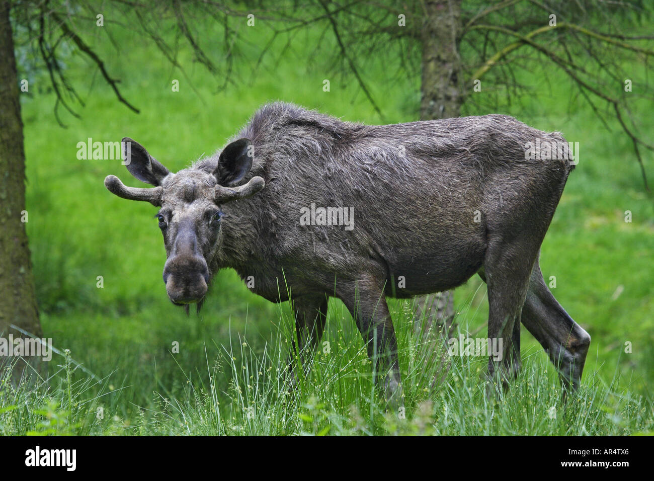 Elch Moose European Elk Alces alces Stock Photo