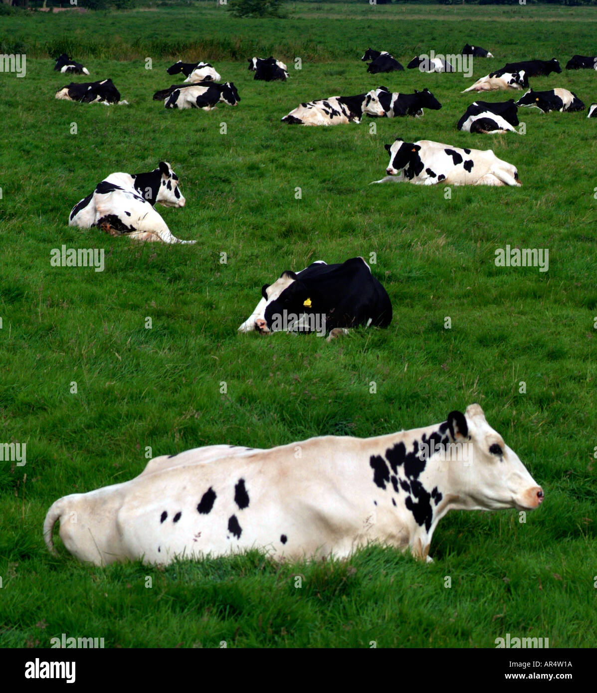 cows laying down in field Stock Photo Alamy