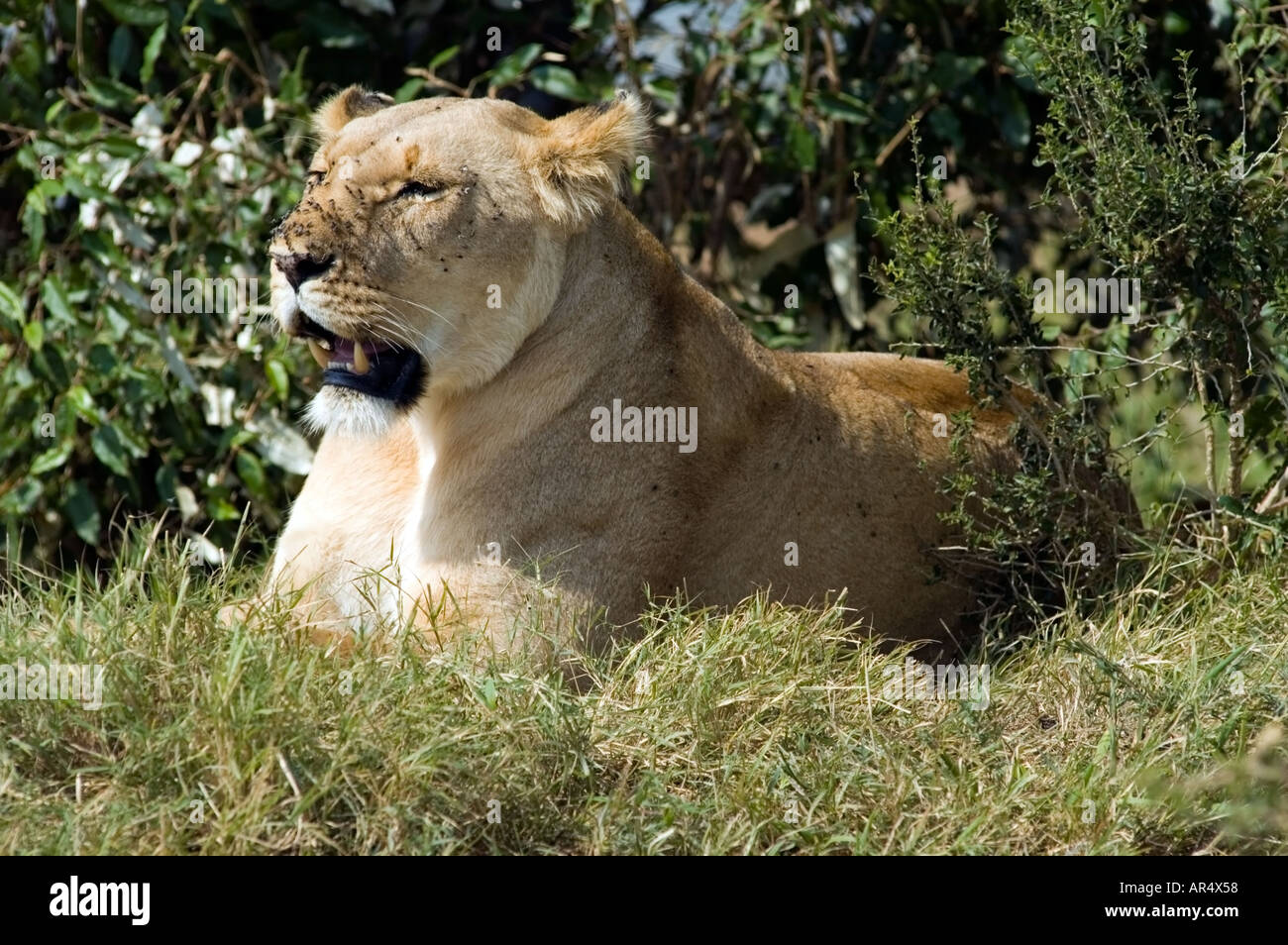 A lioness, Panthera leo, on the Masai Mara game reserve, Kenya, East ...