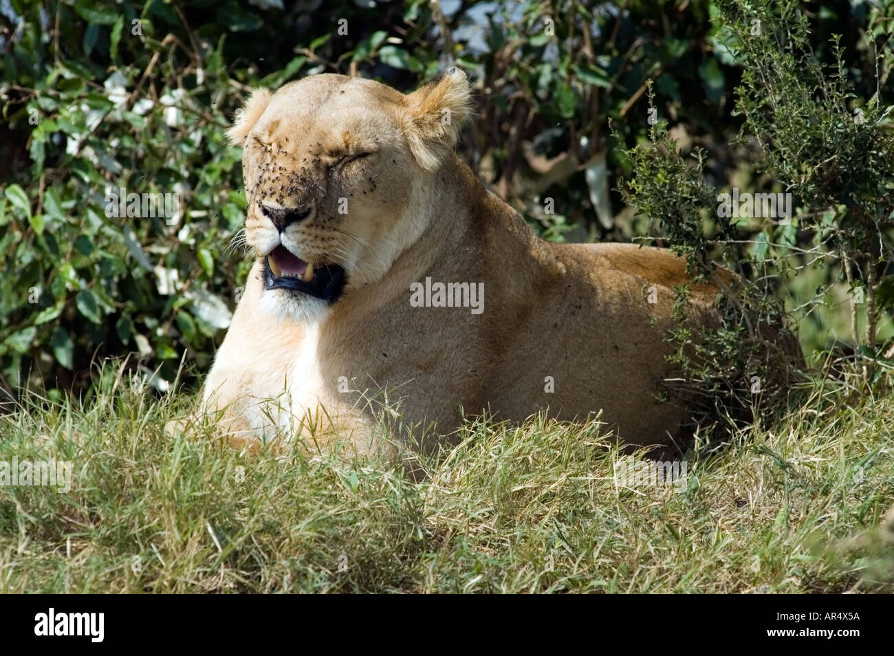 A lioness, Panthera leo, on the Masai Mara game reserve, Kenya, East ...