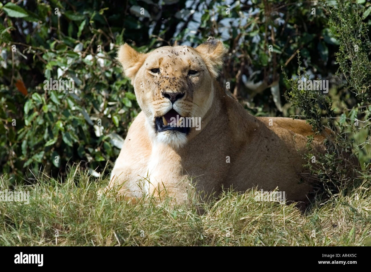 A lioness, Panthera leo, on the Masai Mara game reserve, Kenya, East ...