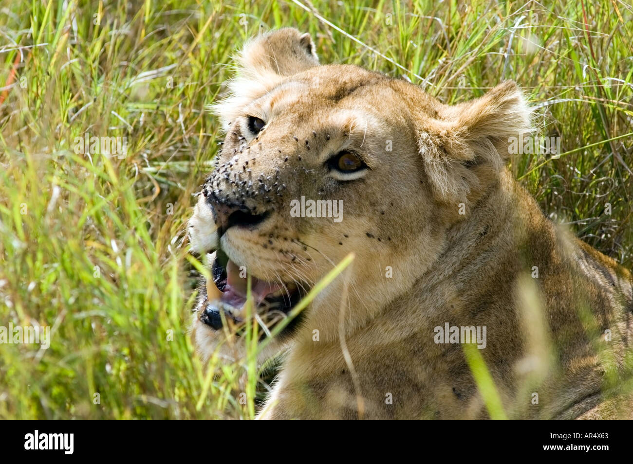 A lioness, Panthera leo, on the Masai Mara game reserve, Kenya, East ...