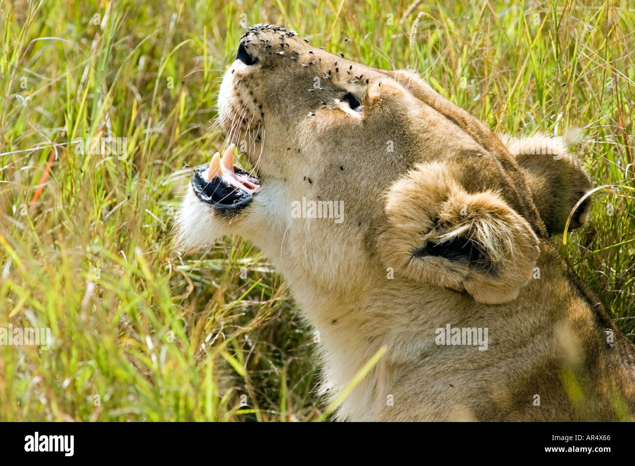 A lioness, Panthera leo, on the Masai Mara game reserve, Kenya, East ...