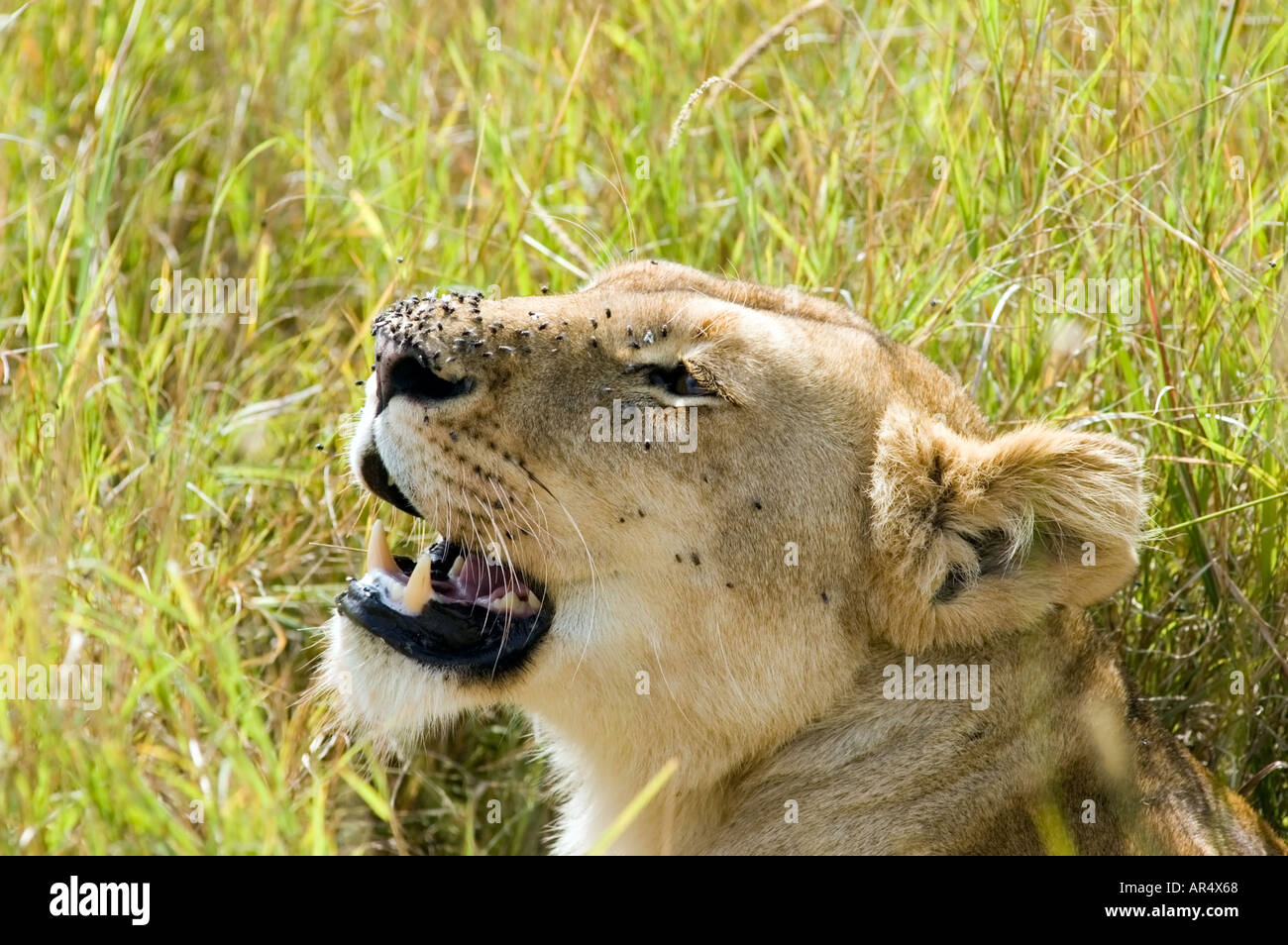 A lioness, Panthera leo, on the Masai Mara game reserve, Kenya, East ...
