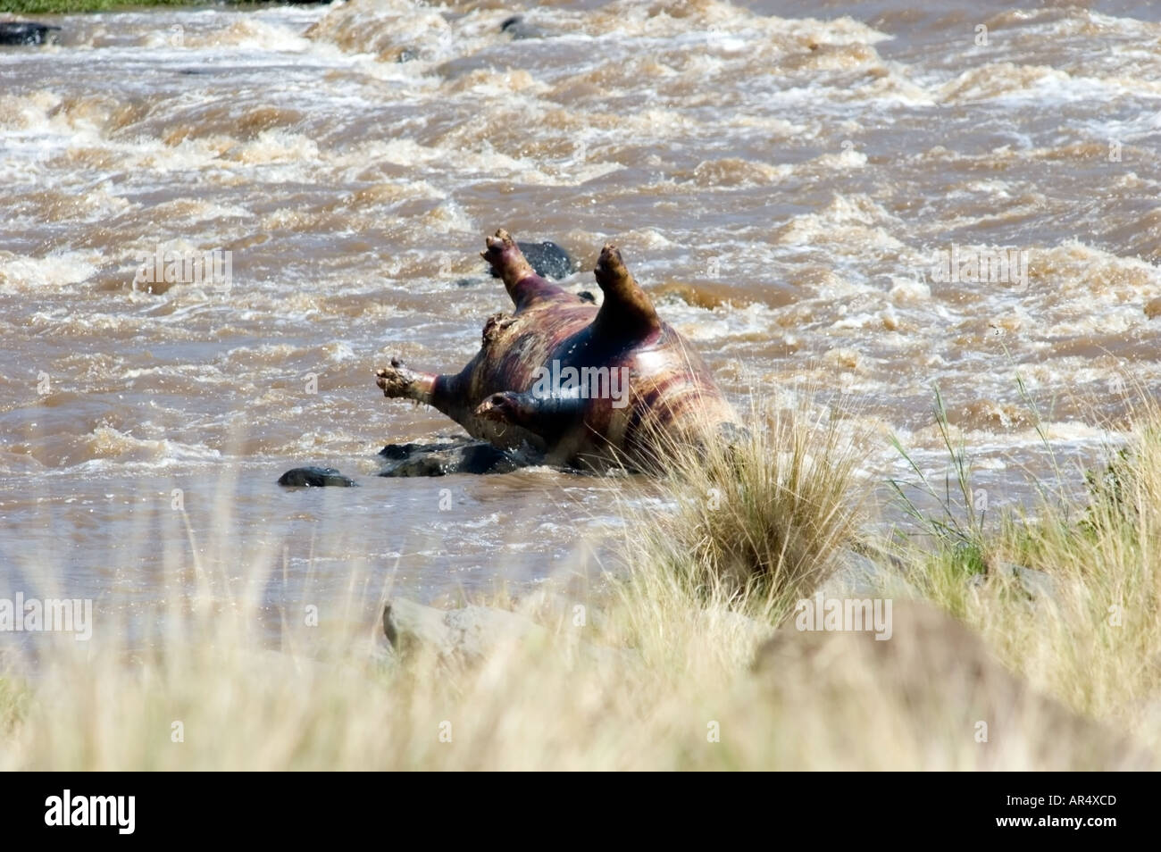 East African Hippopotamus,  hippopotamus amphibius, lies upside down, dead in the Mara River, Kenya, East Africa Stock Photo