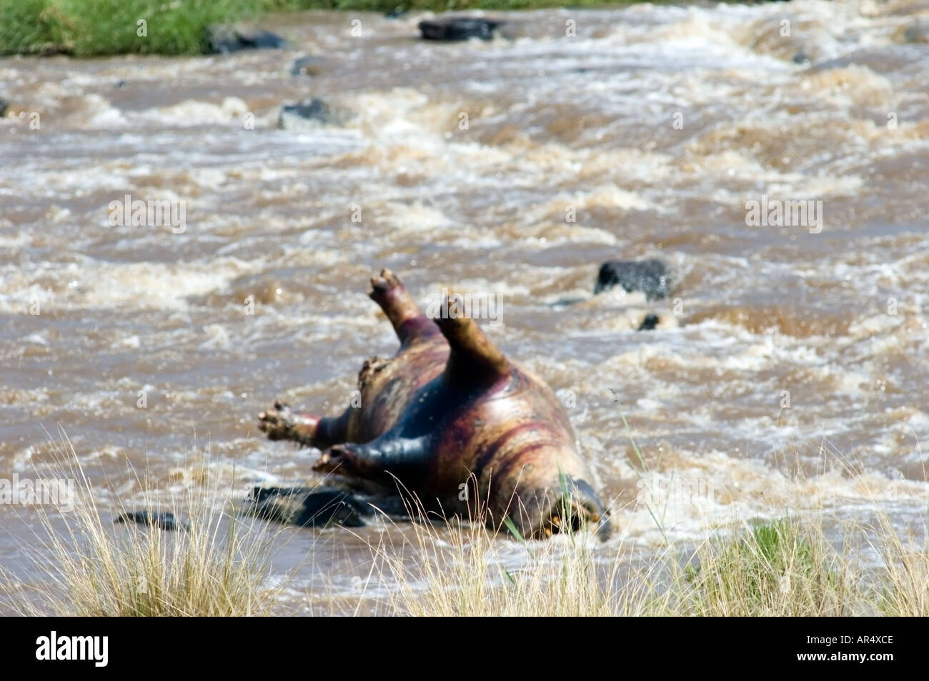East African Hippopotamus,  hippopotamus amphibius, lies upside down, dead in the Mara River, Kenya, East Africa Stock Photo