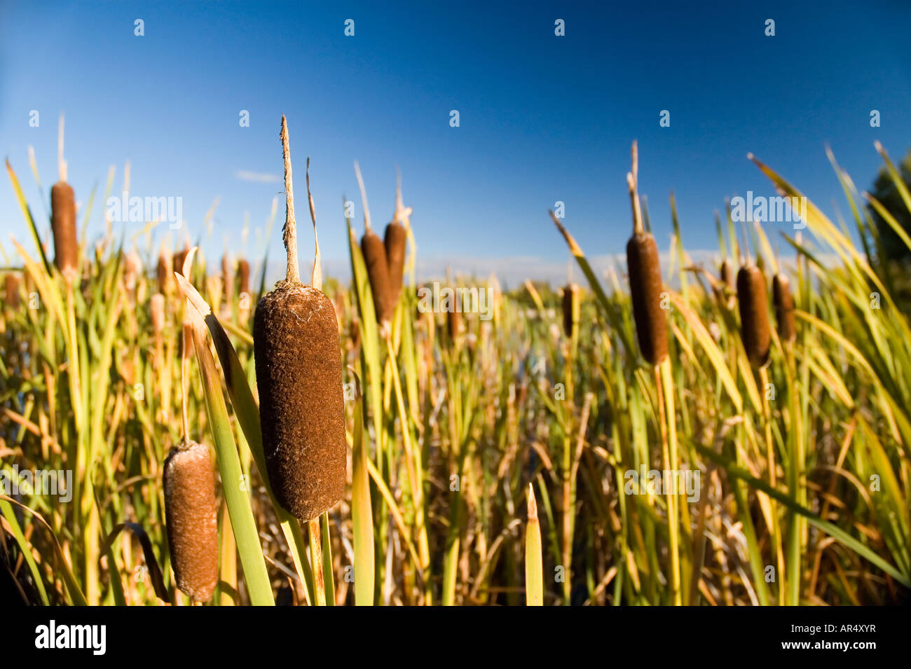 Ripe cattail patches growing near a lake Stock Photo