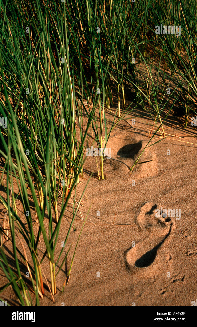 Footprints and blades of grass at a beach in the evening Stock Photo