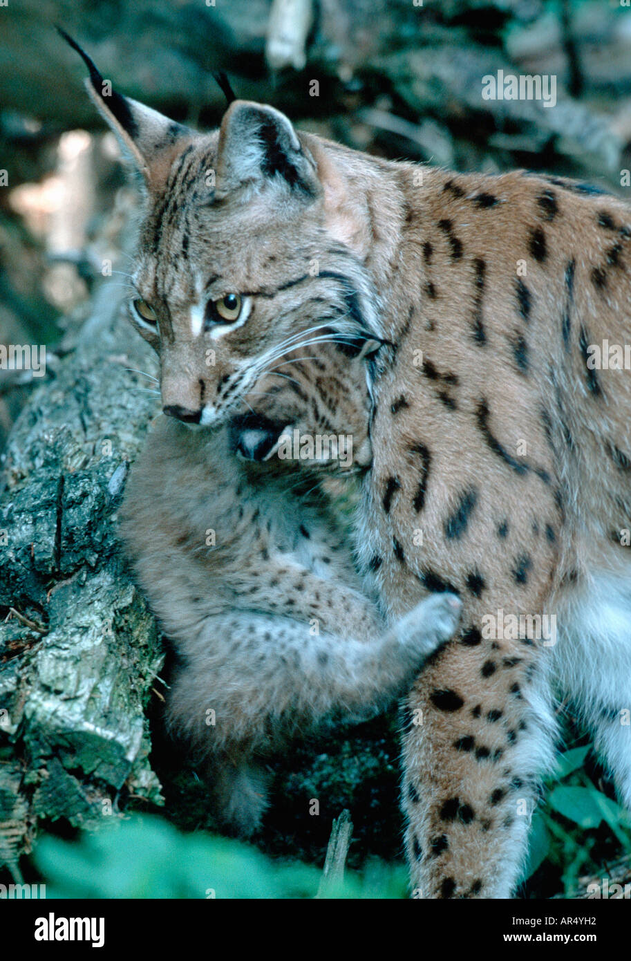 European Lynx, Luchs, lynx lynx, Germany Stock Photo
