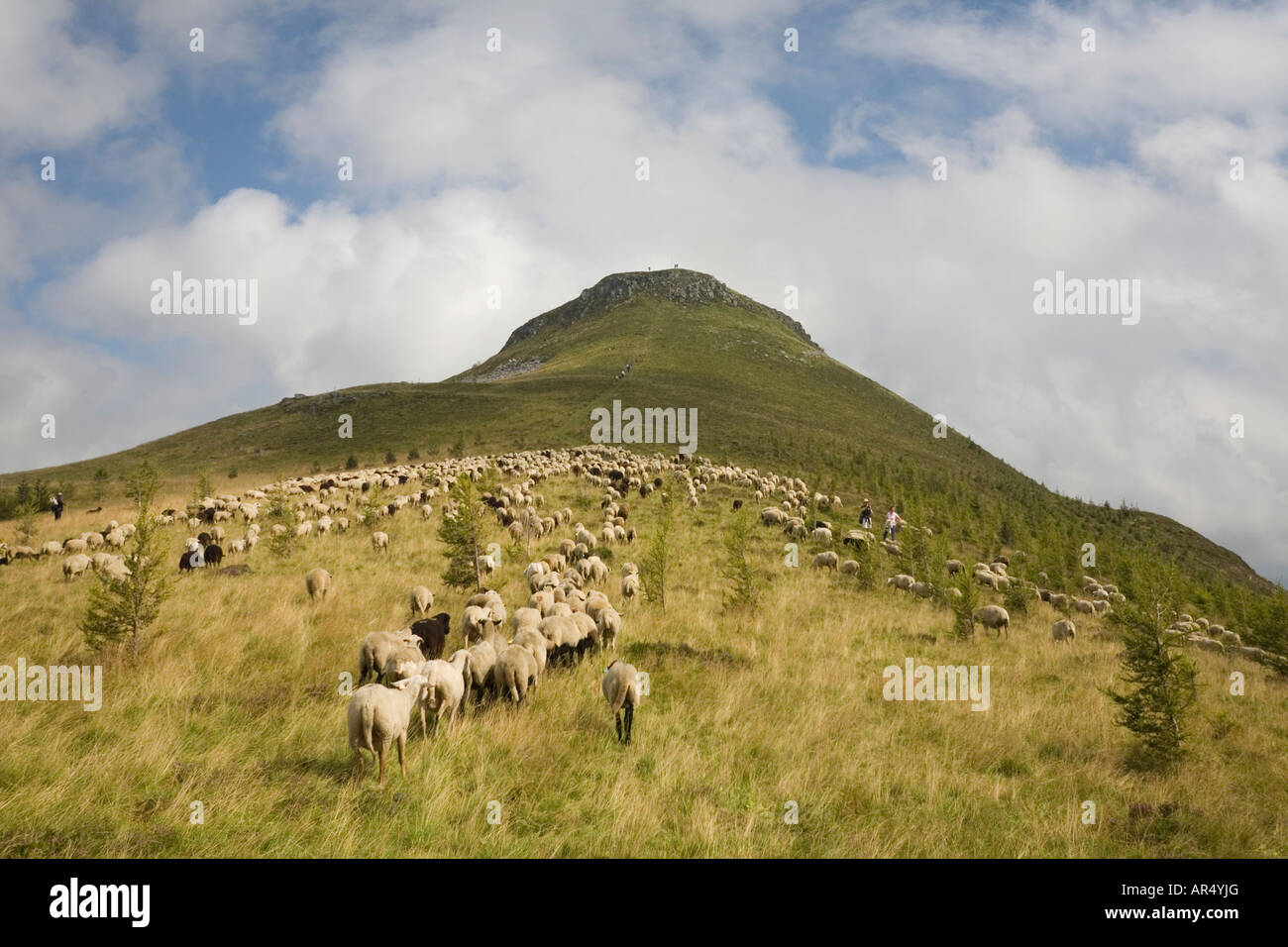 A flock of sheep (Ovis aries) at the Puy de Chambourguet base.Troupeau de moutons (Ovis aries) au pied du Puy de Chambourguet. Stock Photo