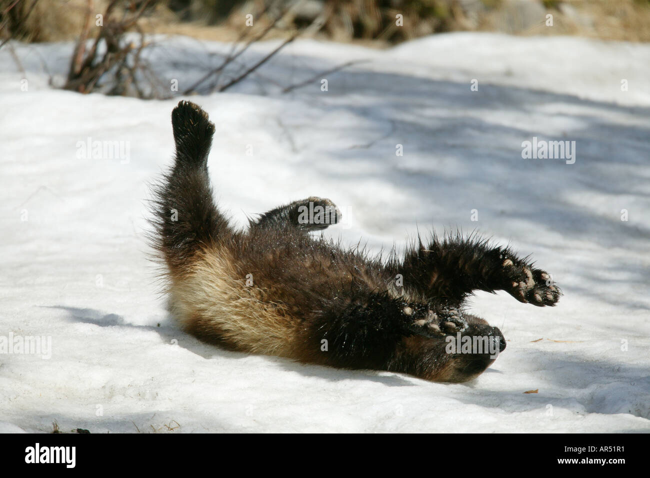 Page 2 Wolverine Comic High Resolution Stock Photography And Images Alamy