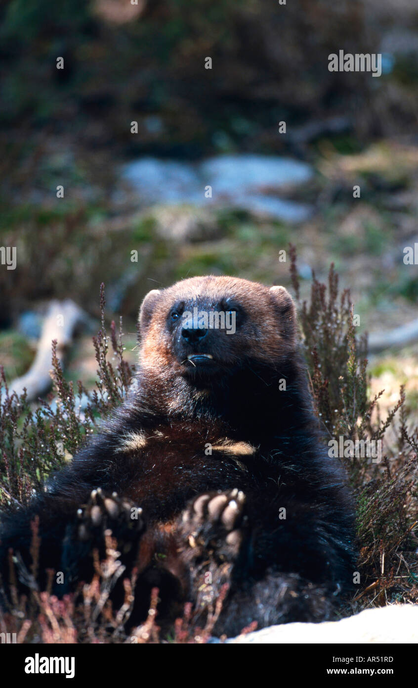 Page 2 Wolverine Comic High Resolution Stock Photography And Images Alamy