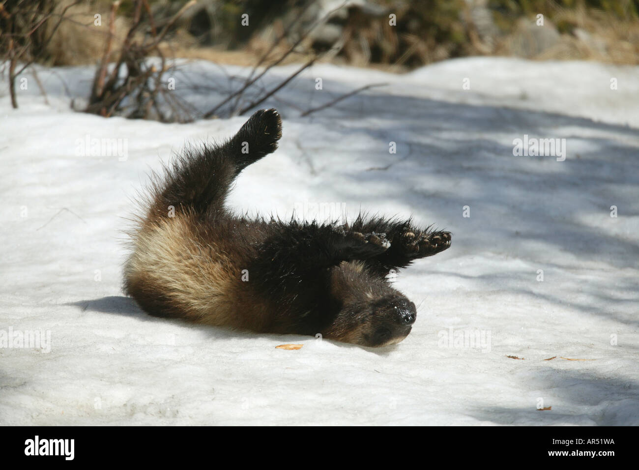 Page 2 Wolverine Comic High Resolution Stock Photography And Images Alamy