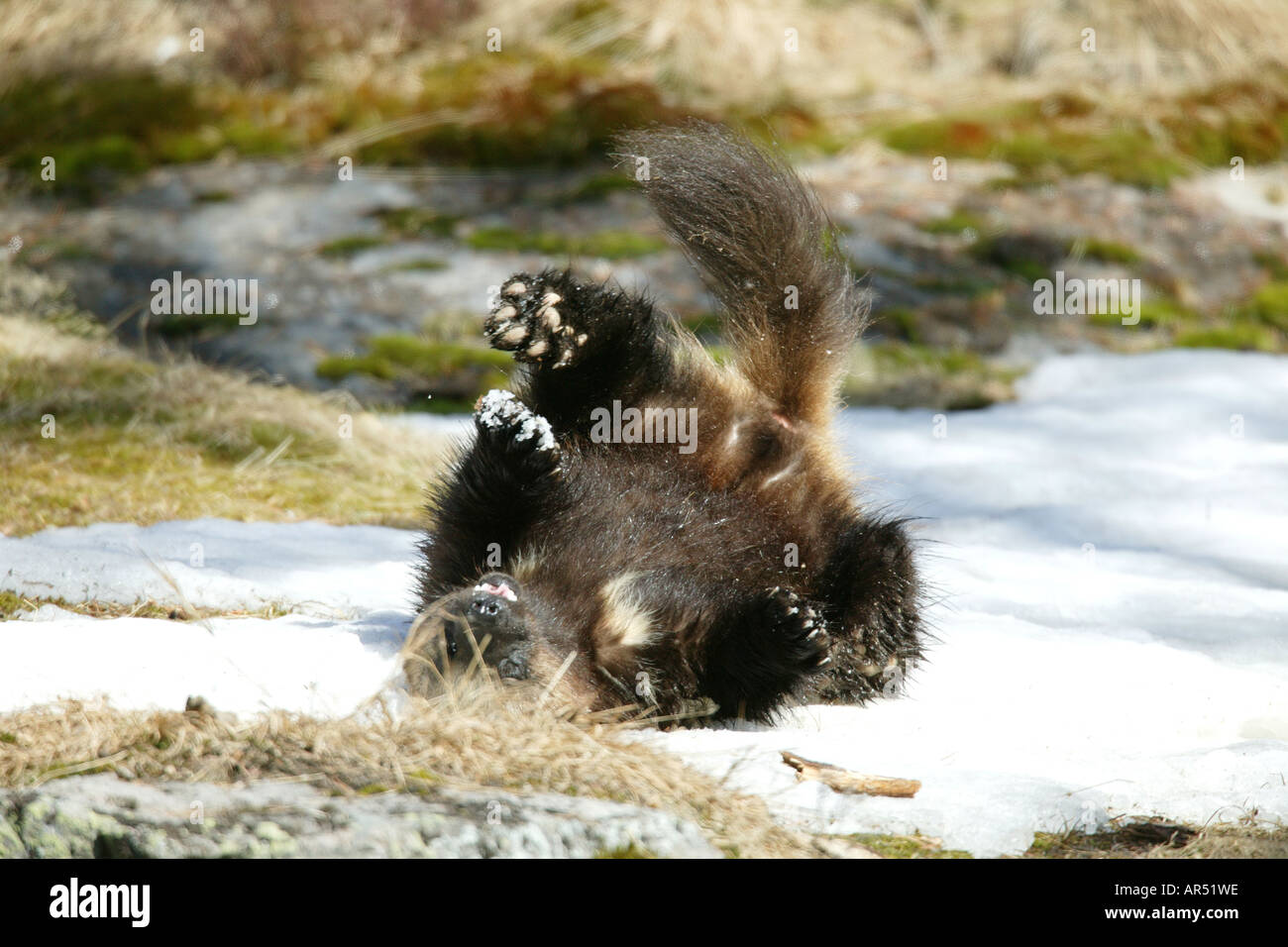 Page 2 Wolverine Comic High Resolution Stock Photography And Images Alamy