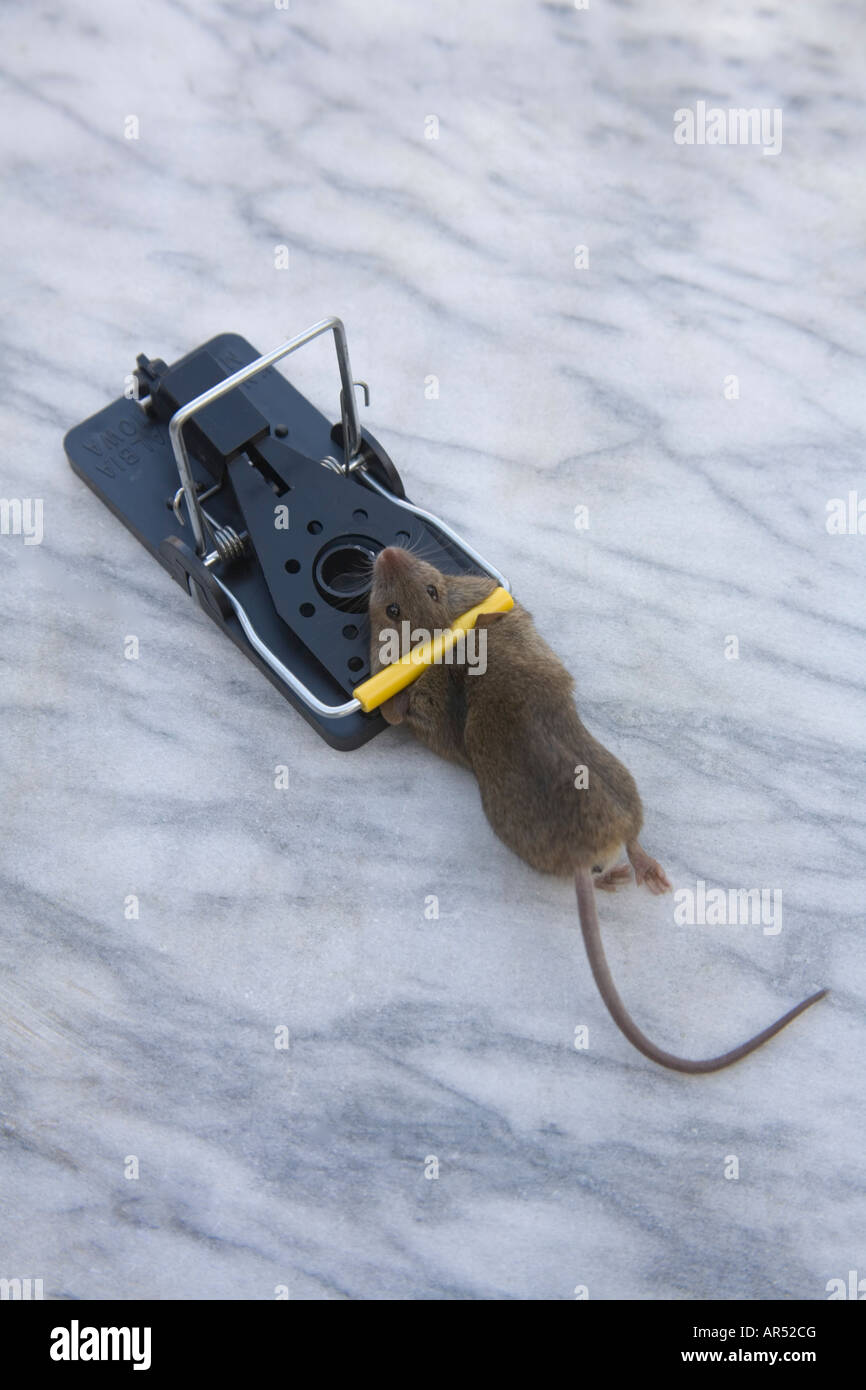 Mouse caught in a trap Stock Photo - Alamy