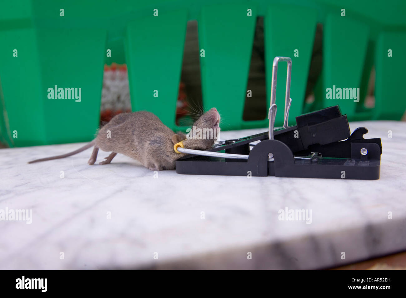 Mouse caught in a trap Stock Photo Alamy