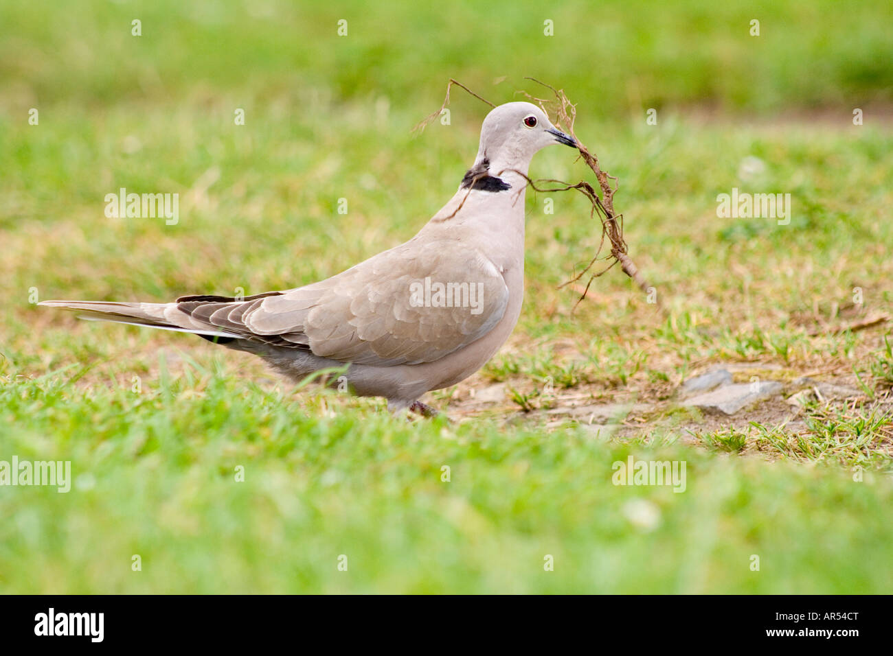 Collared Dove nesting Stock Photo Alamy