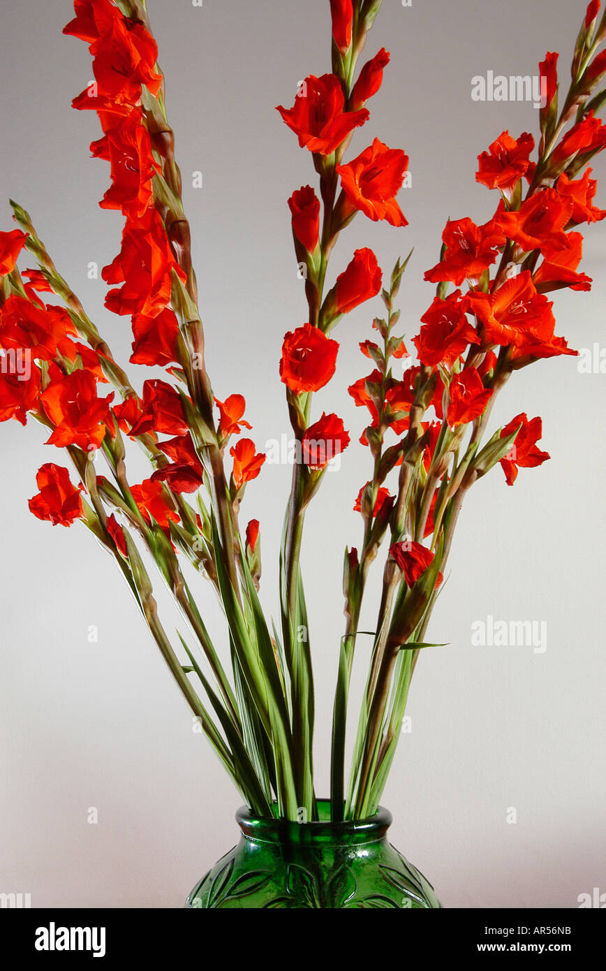 A green vase with red gladiolus Stock Photo Alamy