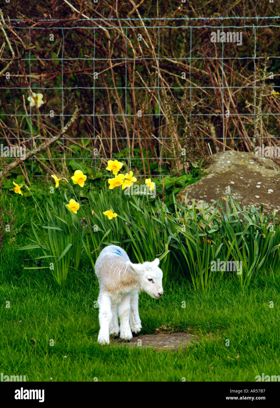 Lambs with daffodils hires stock photography and images Alamy