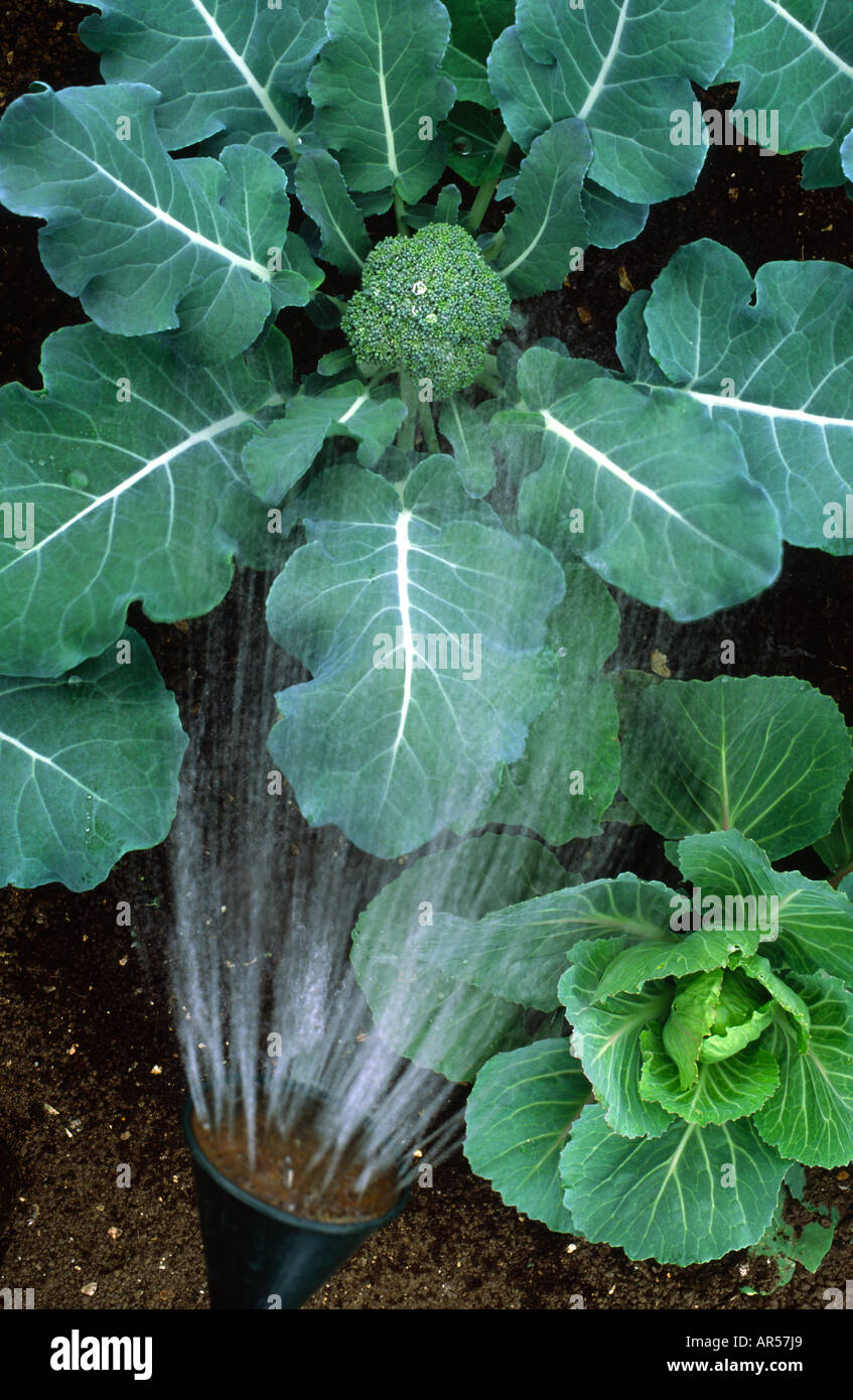Watering vegetables in June 2006 Broccoli F1 Arcadia and Cabbage Golden Acre Primo Stock Photo