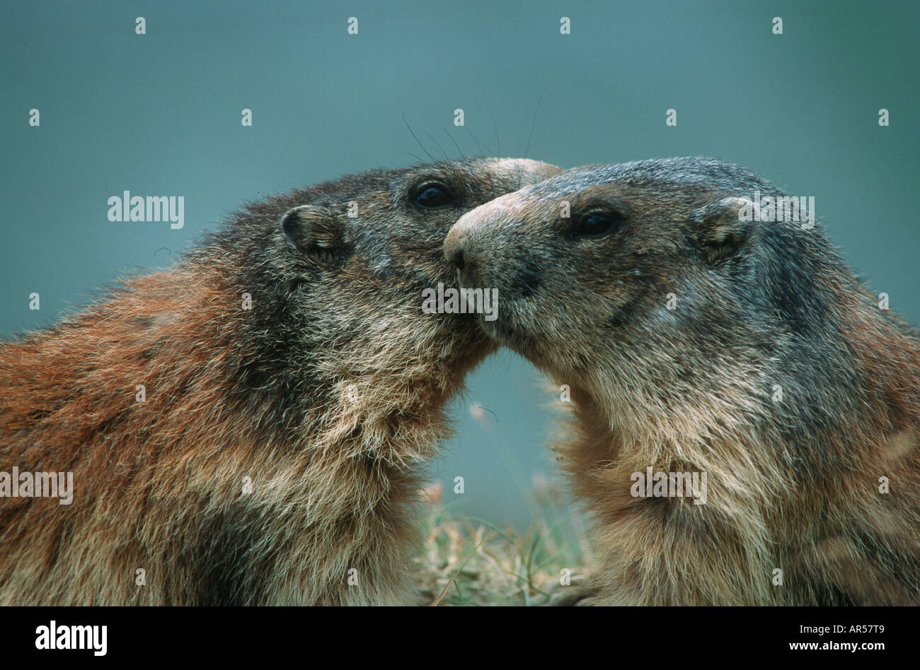 European alpine marmot (marmota marmota), Alpenmurmeltier Stock Photo