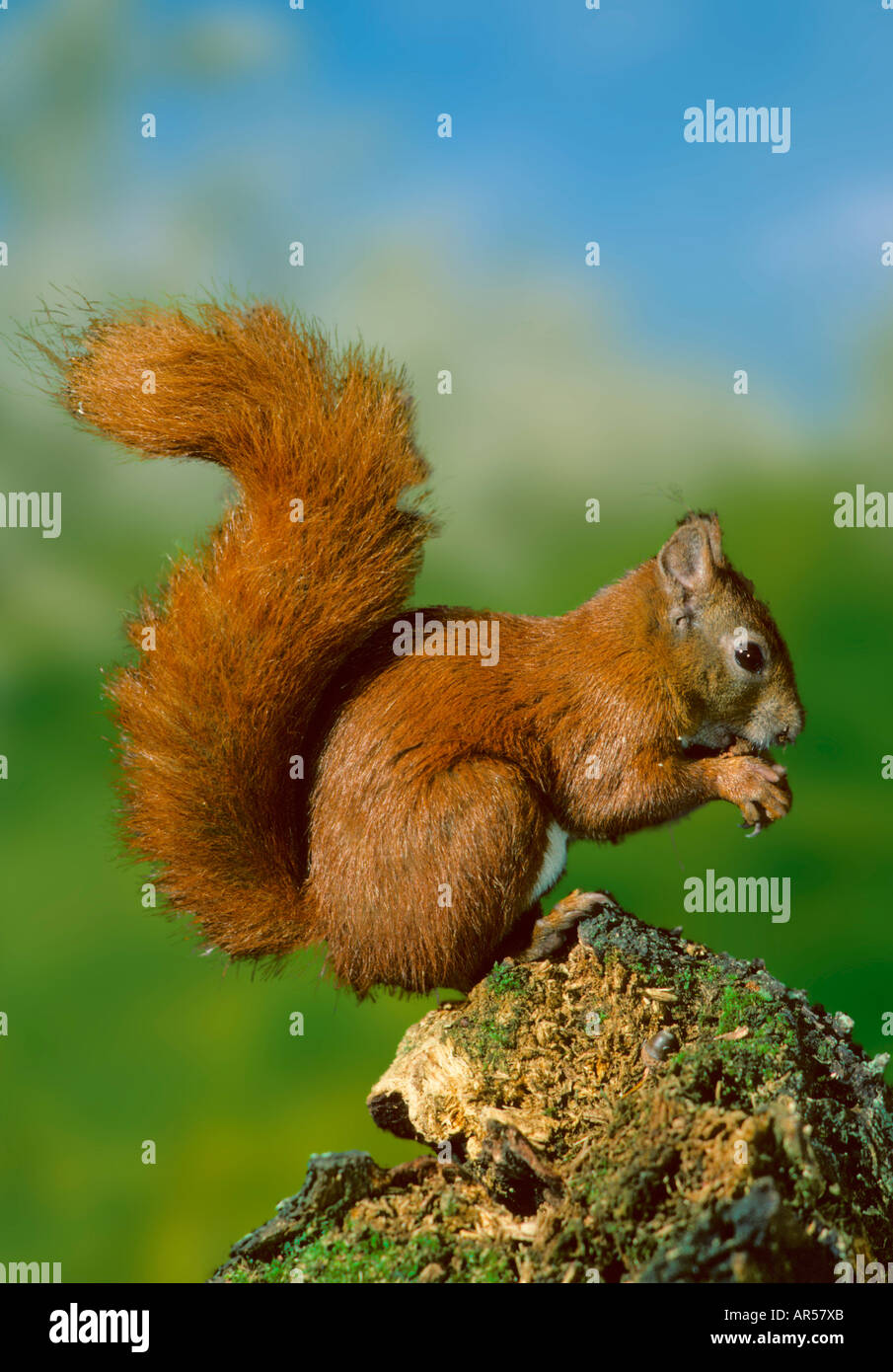 European red squirrel, Eichhoernchen, Sciurus vulgaris Stock Photo